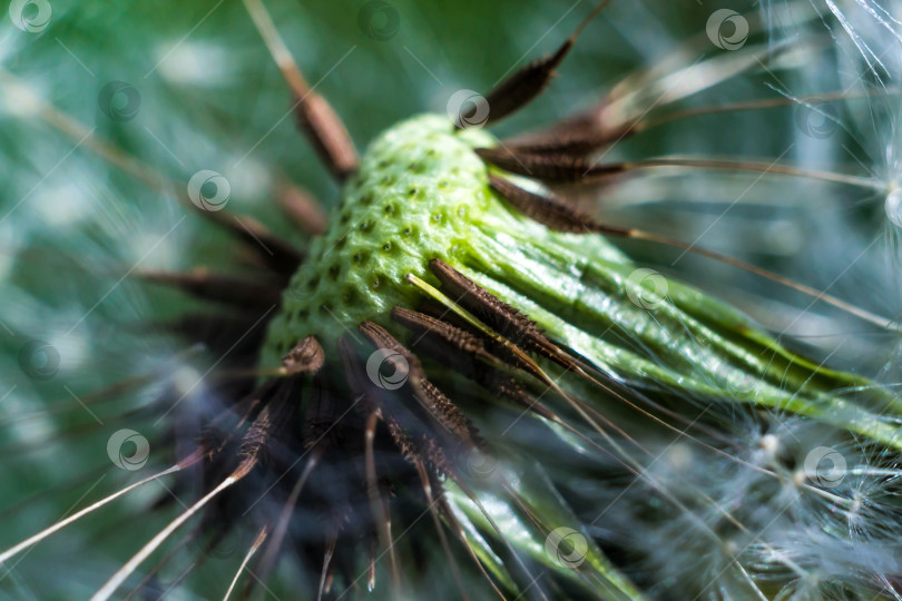 Скачать Весна и одуванчики фотосток Ozero