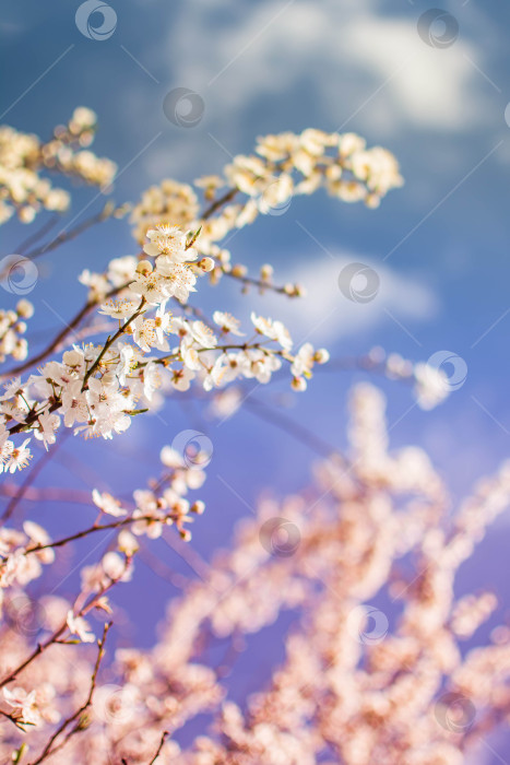 Скачать Весна фотосток Ozero