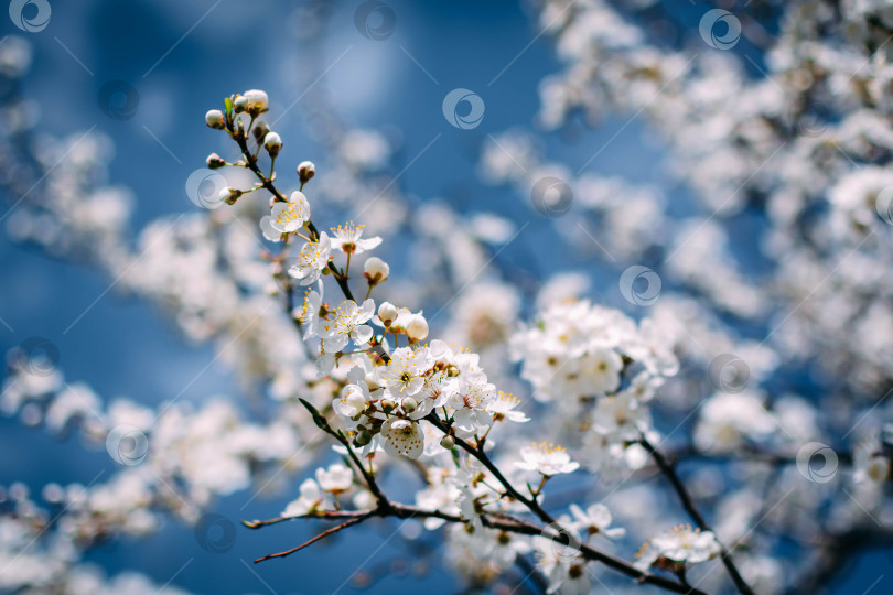 Скачать Весна фотосток Ozero