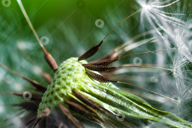 Скачать Весна и одуванчики фотосток Ozero