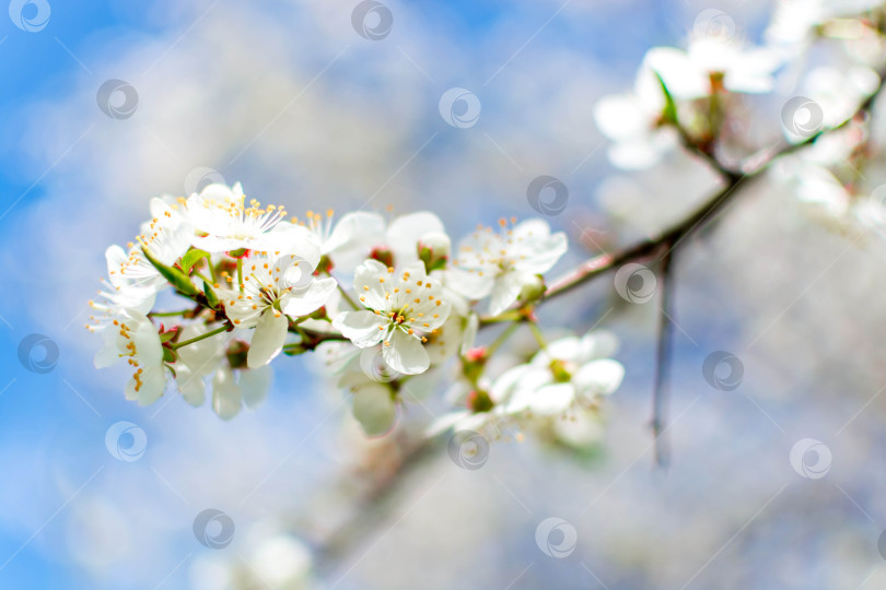 Скачать Весна фотосток Ozero