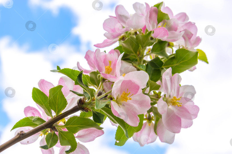 Скачать Весенний цвет на деревьях фотосток Ozero