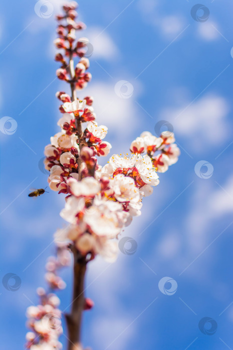 Скачать Весна фотосток Ozero