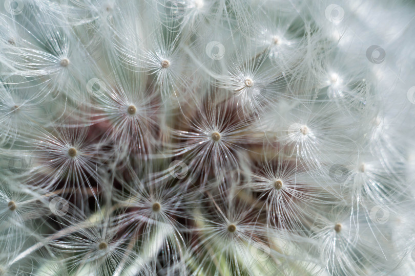 Скачать Весна и одуванчики фотосток Ozero