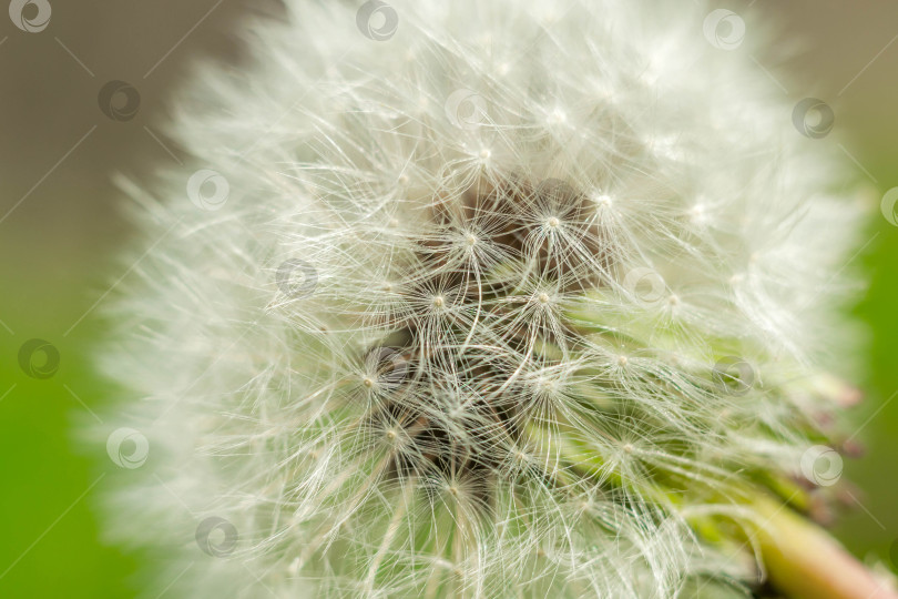 Скачать Весна и одуванчики фотосток Ozero