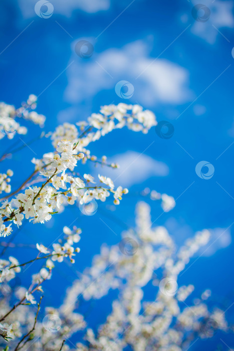 Скачать Весна фотосток Ozero