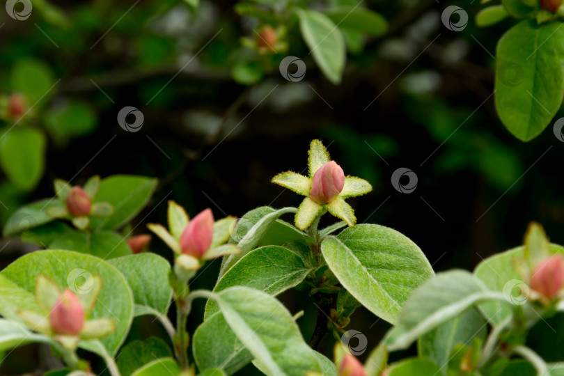 Скачать Цветение айвы фотосток Ozero