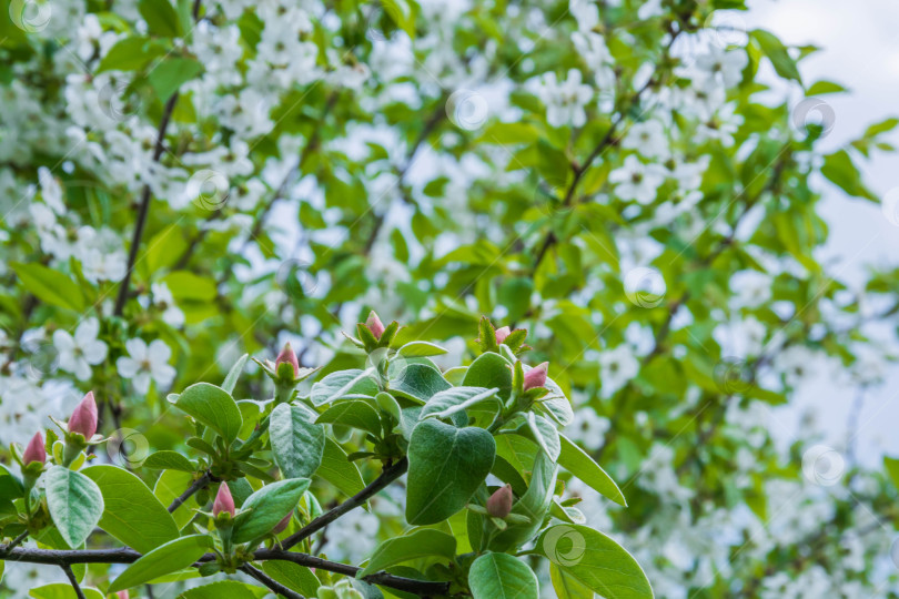 Скачать Цветение айвы фотосток Ozero
