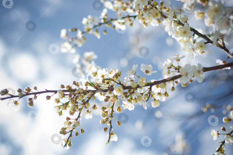 Скачать Весна фотосток Ozero