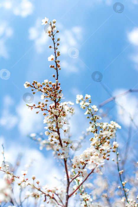 Скачать Весна фотосток Ozero