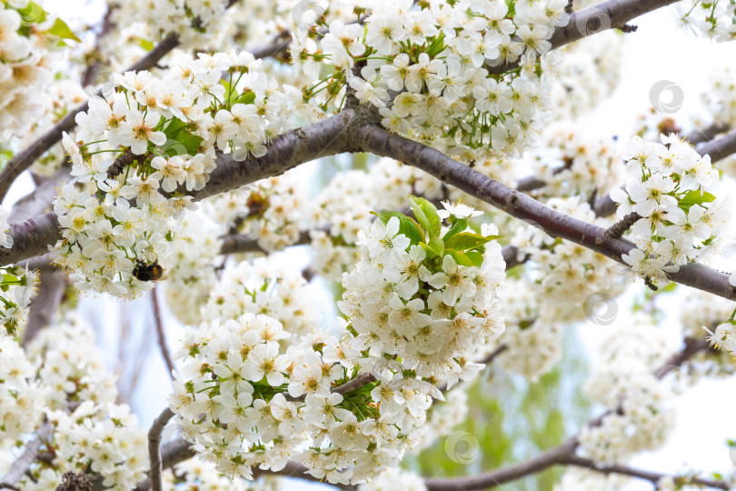 Скачать Весенний цвет на деревьях фотосток Ozero