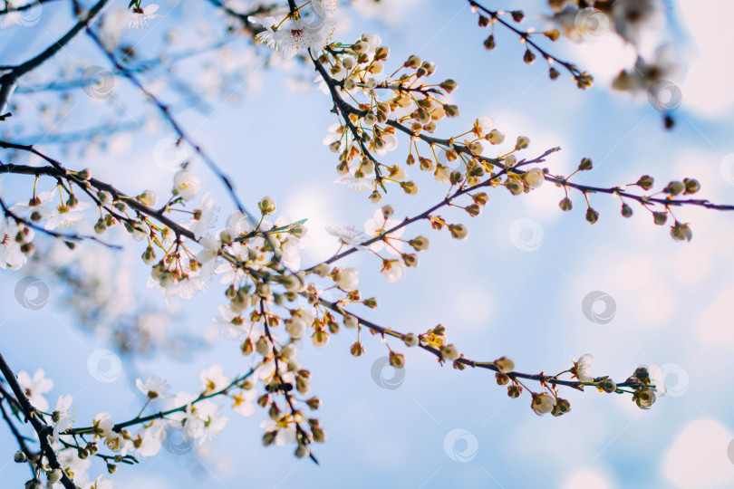 Скачать Весна фотосток Ozero