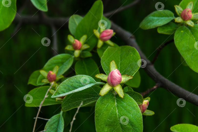 Скачать Цветение айвы фотосток Ozero