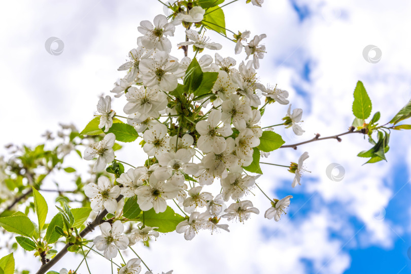 Скачать Весенний цвет на деревьях фотосток Ozero