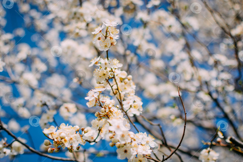 Скачать Весна фотосток Ozero