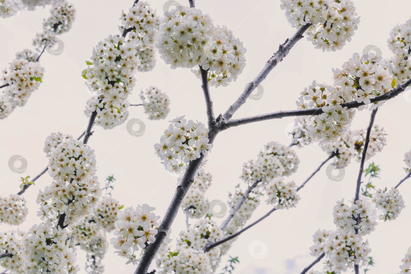 Скачать Весенний цвет на деревьях фотосток Ozero