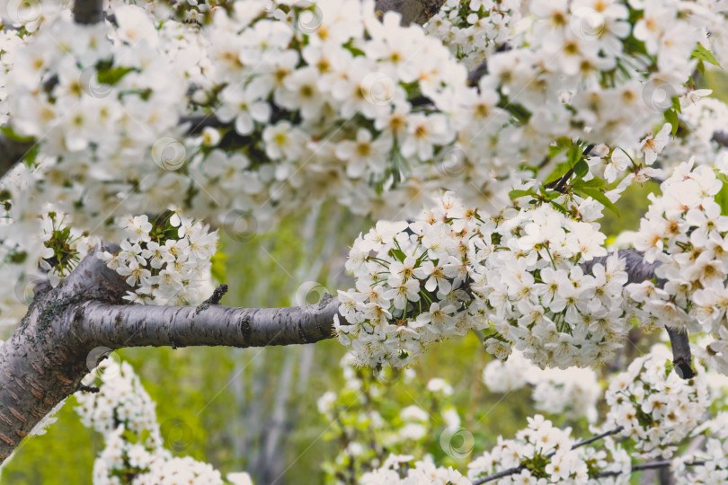 Скачать Весенний цвет на деревьях фотосток Ozero