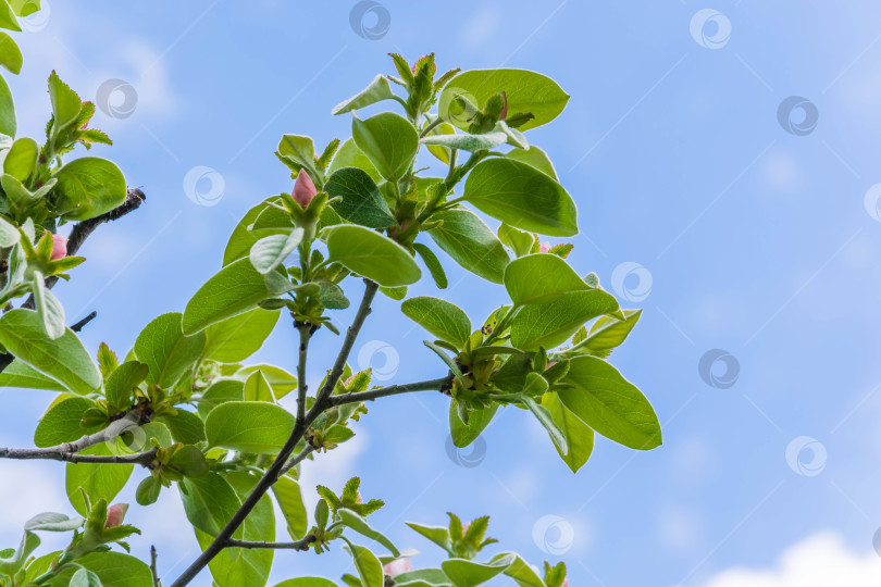 Скачать Цветение айвы фотосток Ozero