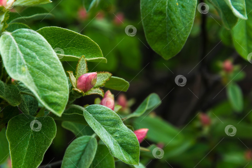 Скачать Цветение айвы фотосток Ozero