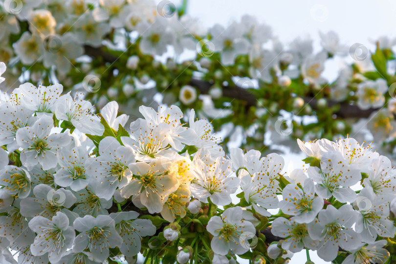 Скачать Весенний цвет на деревьях фотосток Ozero
