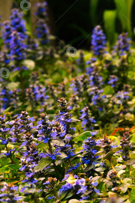 Скачать Весенние цветы фотосток Ozero