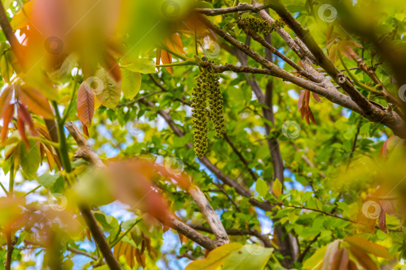 Скачать Серьги из орехового дерева фотосток Ozero