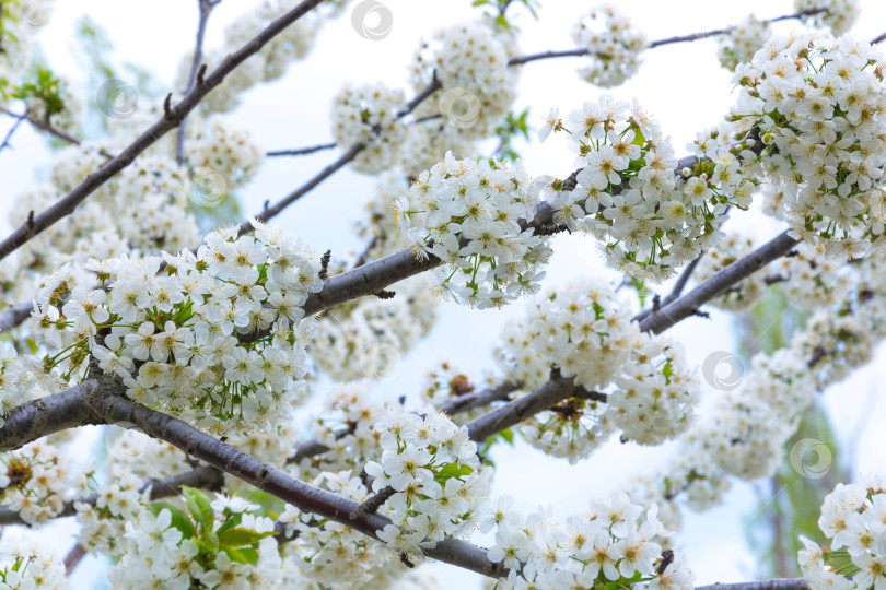 Скачать Весенний цвет на деревьях фотосток Ozero