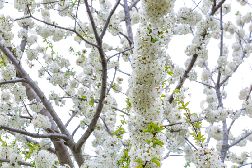Скачать Весенний цвет на деревьях фотосток Ozero