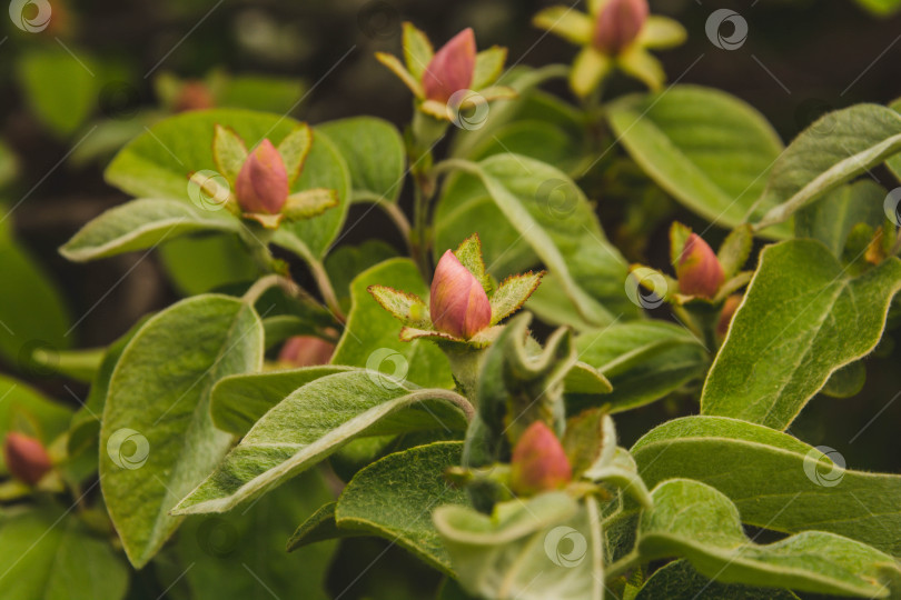 Скачать Цветение айвы фотосток Ozero