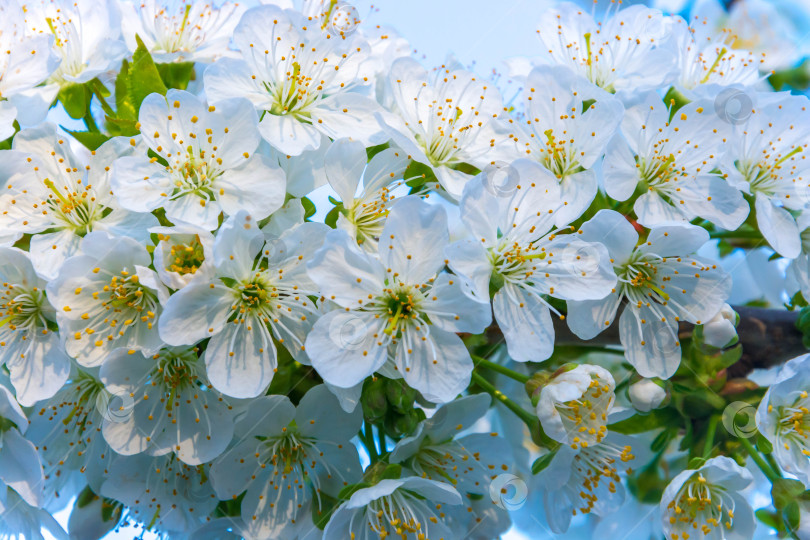 Скачать Весенний цвет на деревьях фотосток Ozero