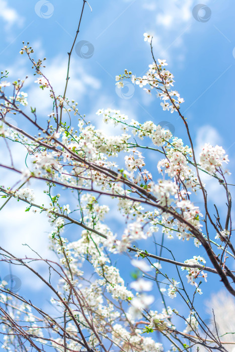 Скачать Весна фотосток Ozero