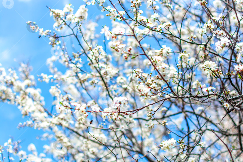 Скачать Весна фотосток Ozero