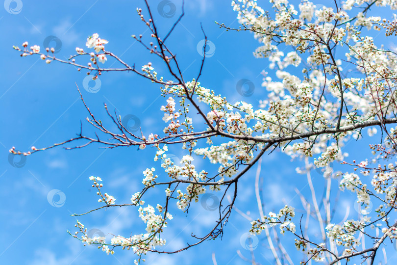 Скачать Весна фотосток Ozero