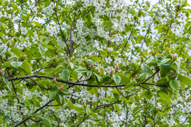 Скачать Цветение айвы фотосток Ozero