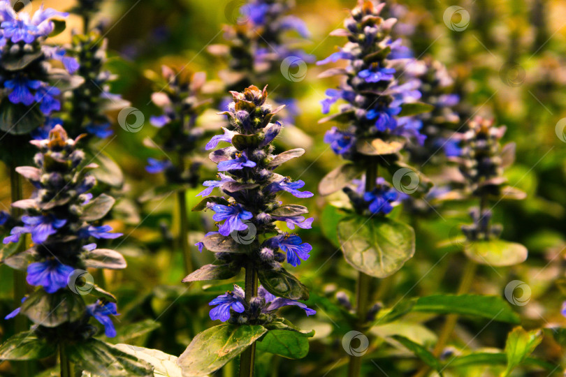 Скачать Весенние цветы фотосток Ozero