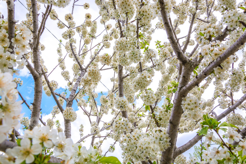 Скачать Весенний цвет на деревьях фотосток Ozero