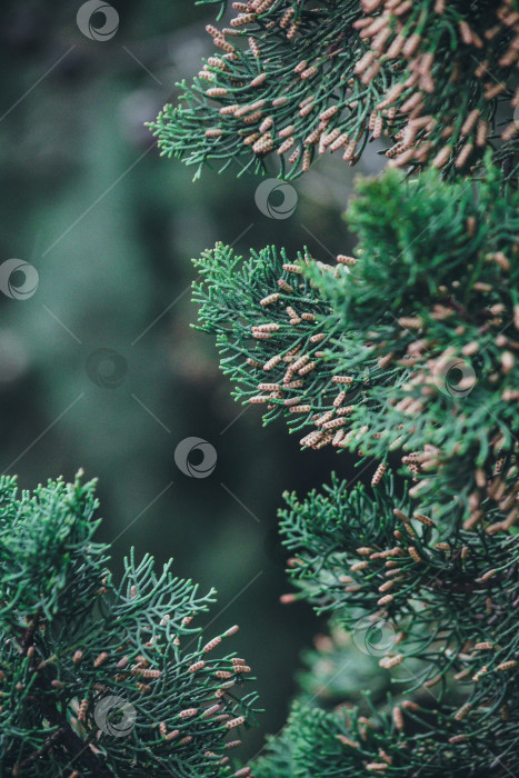 Скачать Кипарис фотосток Ozero