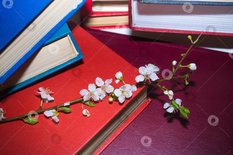 Скачать Стопка книг фотосток Ozero