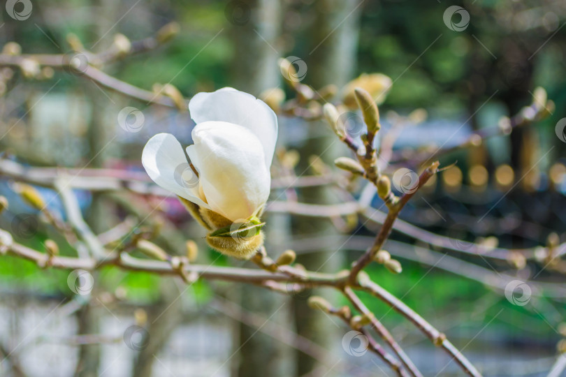 Скачать Магнолия фотосток Ozero