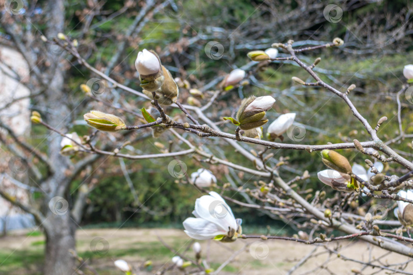 Скачать Магнолия фотосток Ozero