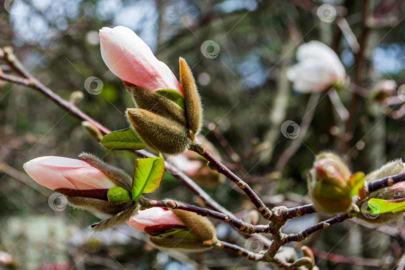 Скачать Магнолия фотосток Ozero