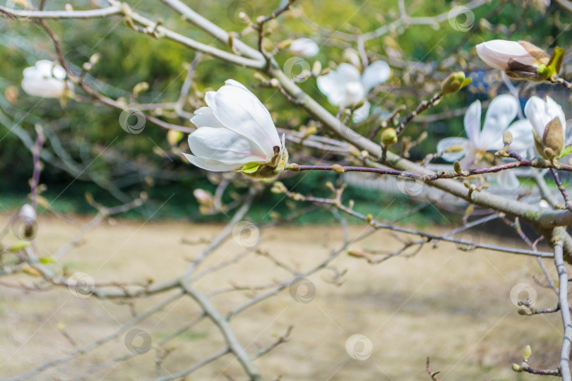 Скачать Магнолия фотосток Ozero