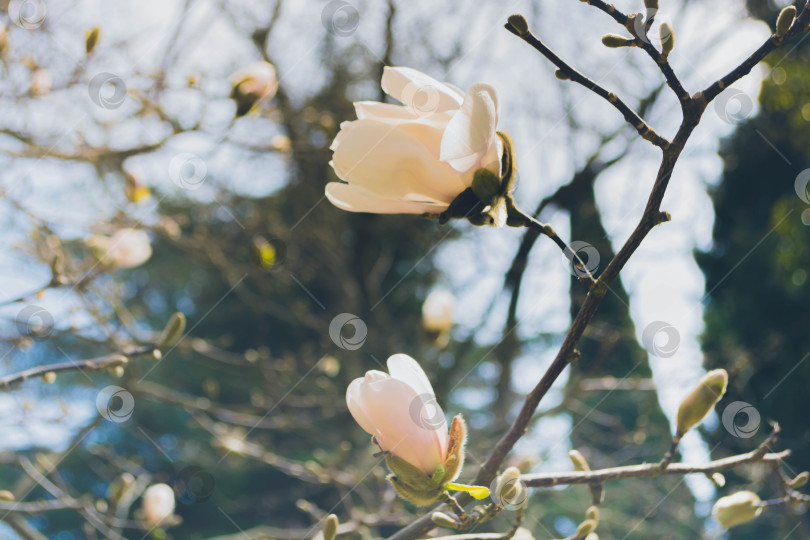 Скачать Магнолия фотосток Ozero