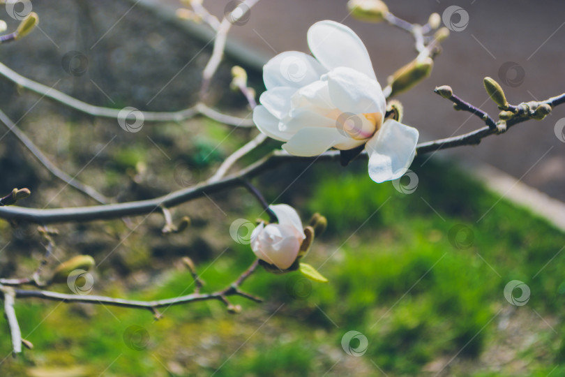 Скачать Магнолия фотосток Ozero