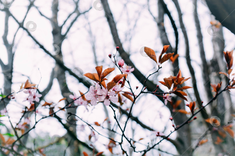 Скачать Весенний цвет фотосток Ozero