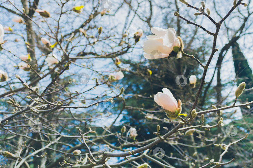 Скачать Магнолия фотосток Ozero