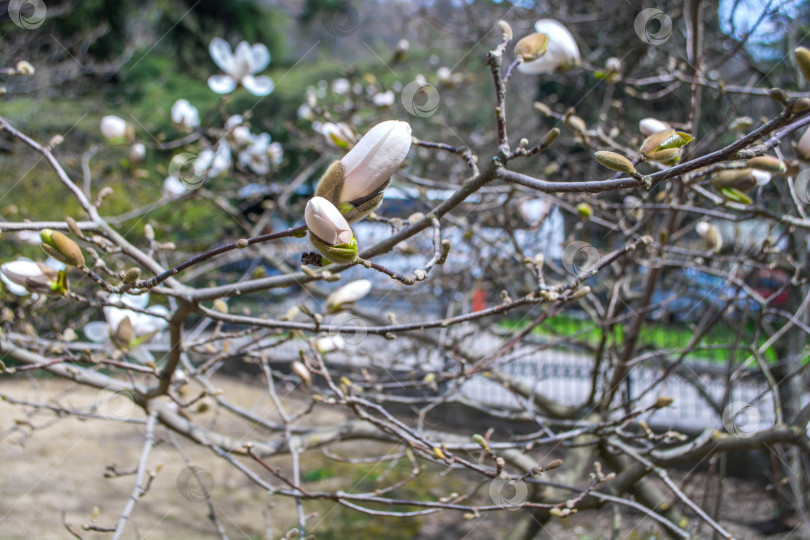 Скачать Магнолия фотосток Ozero