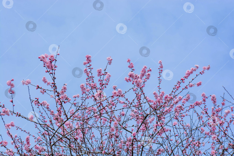 Скачать Весенний цвет фотосток Ozero