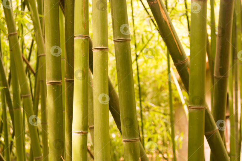 Скачать Бамбук фотосток Ozero