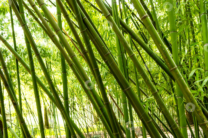 Скачать Бамбук фотосток Ozero